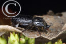 Rhinoceros Beetle